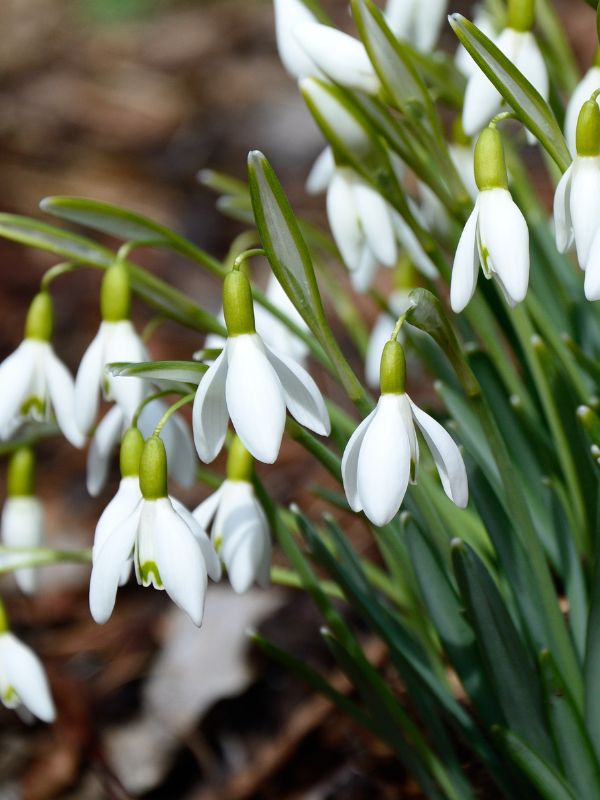 Snowdrops in Ness Gardens in Wirral.