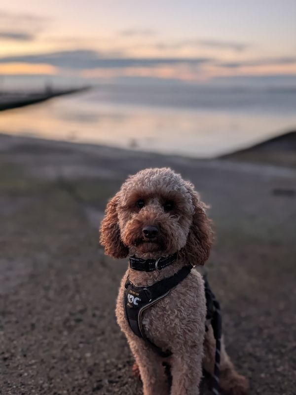 Arlo the Cockerpoo on Marine Lake Promenade. Arlo the Cockerpoo on Marine Lake promenade.