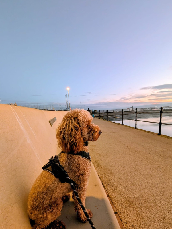 Arlo the Cockerpoo on Marine Lake Promenade. Arlo the Cockerpoo on Marine Lake promenade.