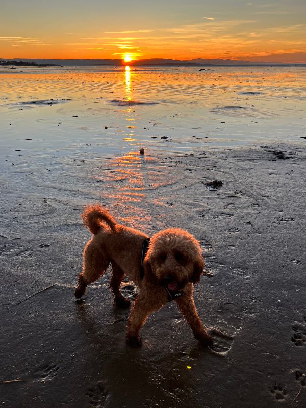 Hoylake Beach Sunset Dog. Hoylake Beach sunset and a dog.